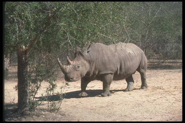 112076 White Rhino Near Trees A4 Photo Print
