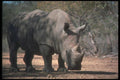 112077 White Rhino In Shade A4 Photo Print