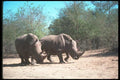 112078 White Rhino Pair A4 Photo Print