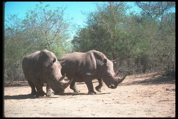 112078 White Rhino Pair A4 Photo Print