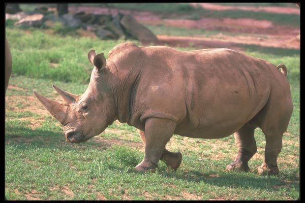 112079 White Rhino On Plain A4 Photo Print