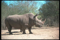 112080 White Rhino Near Trees A4 Photo Print