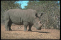 112081 White Rhino Near Trees A4 Photo Print
