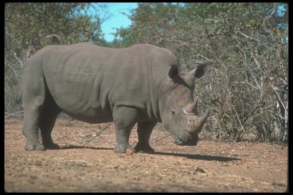 112081 White Rhino Near Trees A4 Photo Print