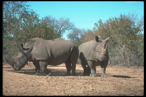 112082 White Rhino Pair A4 Photo Print