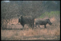 112083 White Rhino Cow With Calf A4 Photo Print