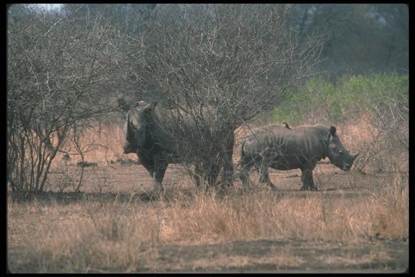 112083 White Rhino Cow With Calf A4 Photo Print
