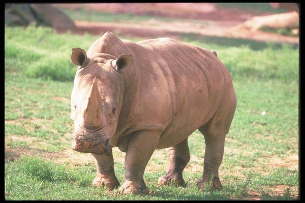 112084 Alert White Rhino A4 Photo Print