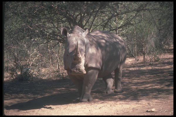 112085 White Rhino In Shade A4 Photo Print