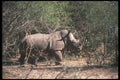 112086 White Rhino Near Trees A4 Photo Print