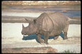 112087 Great Indian One Horned Rhino On Sand A4 Photo Print