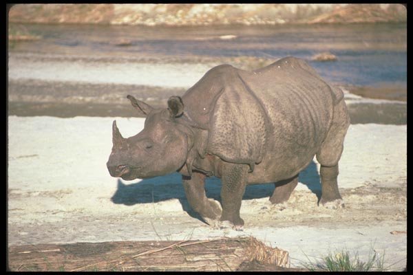 112087 Great Indian One Horned Rhino On Sand A4 Photo Print