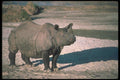112088 Great Indian One Horned Rhino On Sand A4 Photo Print