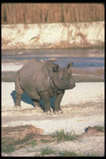 112089 Great Indian One Horned Rhino On Sand A4 Photo Print