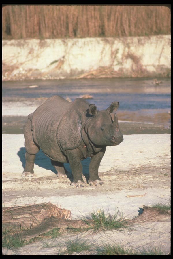 112089 Great Indian One Horned Rhino On Sand A4 Photo Print