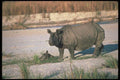 112090 Great Indian One Horned Rhino On Sand A4 Photo Print