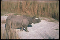 112091 Great Indian One Horned Rhino Near Grass A4 Photo Print
