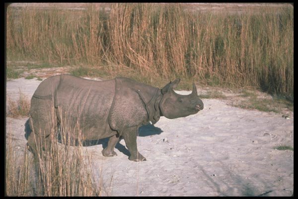112091 Great Indian One Horned Rhino Near Grass A4 Photo Print