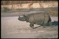 112092 Great Indian One Horned Rhino On Sand A4 Photo Print