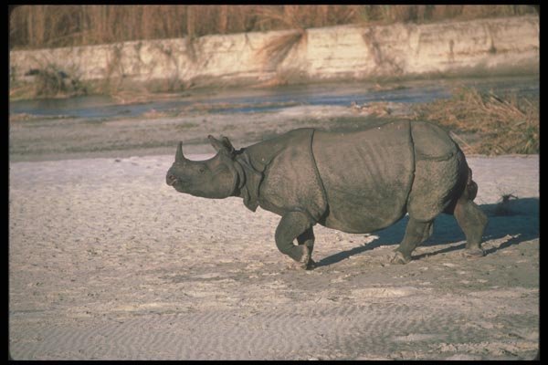 112092 Great Indian One Horned Rhino On Sand A4 Photo Print