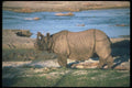 112093 Great Indian One Horned Rhino Near River A4 Photo Print