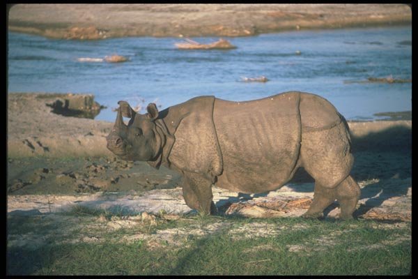 112093 Great Indian One Horned Rhino Near River A4 Photo Print