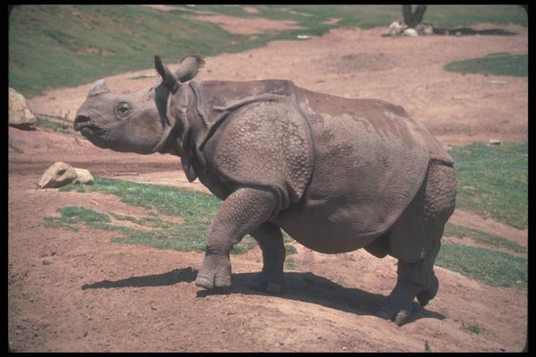 112094 Great Indian One Horned Rhino On Dirt A4 Photo Print