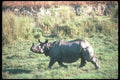 112095 Great Indian One Horned Rhino On Plain A4 Photo Print