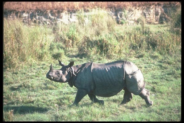 112095 Great Indian One Horned Rhino On Plain A4 Photo Print