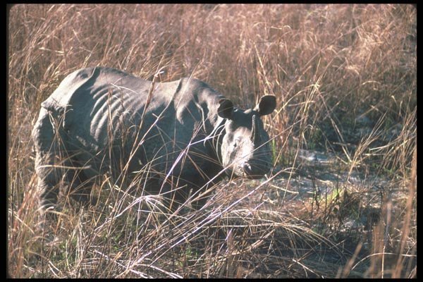 112096 Great Indian One Horned Rhino In Grass A4 Photo Print
