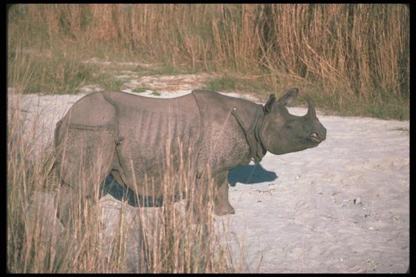 112097 Great Indian One Horned Rhino On Sand A4 Photo Print