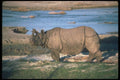 112098 Great Indian One Horned Rhino Near River A4 Photo Print