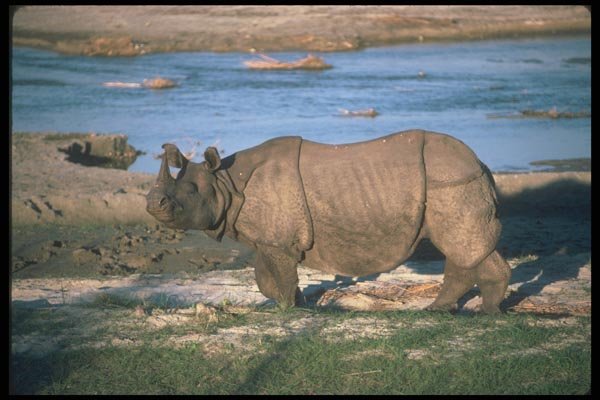 112098 Great Indian One Horned Rhino Near River A4 Photo Print