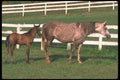 113000 Arabian Horses Mare And Colt In Fenced Paddock A4 Photo Print