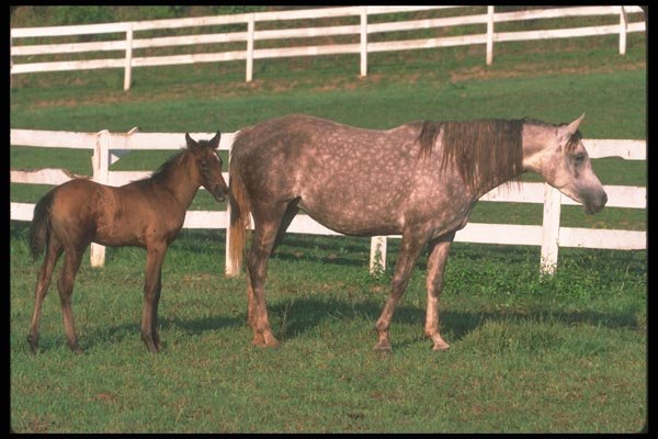 113000 Arabian Horses Mare And Colt In Fenced Paddock A4 Photo Print