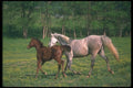 113001 Arabian Horses Mare With Foal A4 Photo Print