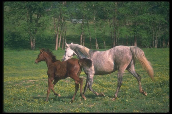 113001 Arabian Horses Mare With Foal A4 Photo Print