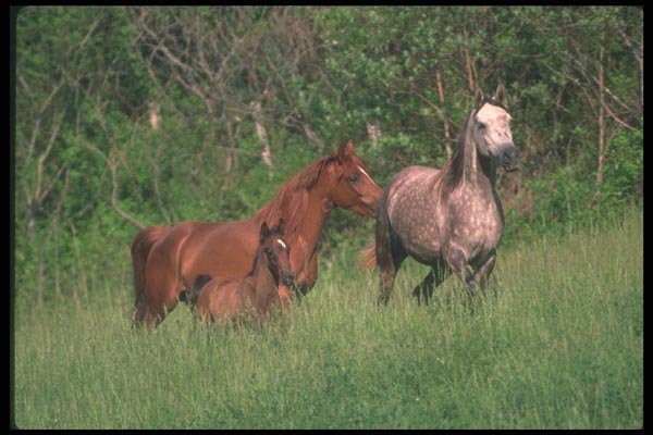 113002 Arabian Horses Mare With Foals A4 Photo Print