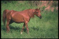 113003 Arabian Horse A4 Photo Print