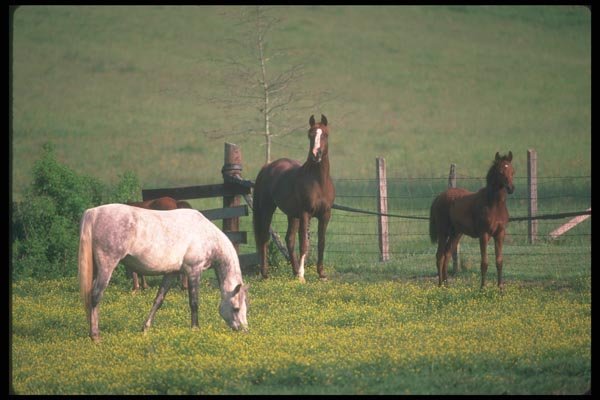 113004 Arabian Horses Mares With Foals A4 Photo Print