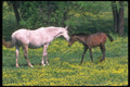 113005 Arabian Horses Mare With Foal A4 Photo Print