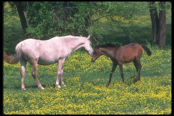 113005 Arabian Horses Mare With Foal A4 Photo Print