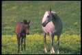 113007 Arabian Horses Mare With Foal A4 Photo Print