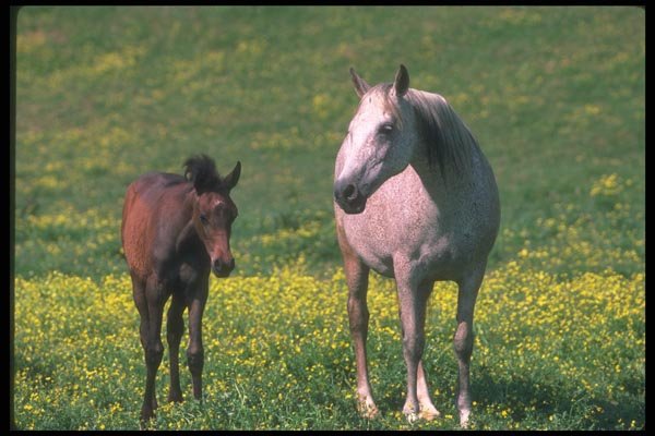 113007 Arabian Horses Mare With Foal A4 Photo Print