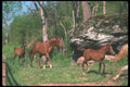 113008 Arabian Horses Mare With Foal A4 Photo Print