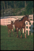 113009 Arabian Horses Mare With Foal A4 Photo Print