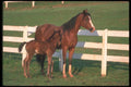 113010 Arabian Horses Mare With Foal A4 Photo Print