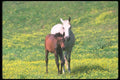113011 Arabian Horses Mare With Foal A4 Photo Print