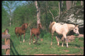 113012 Arabian Horses Mare With Foals A4 Photo Print