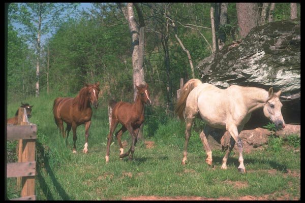 113012 Arabian Horses Mare With Foals A4 Photo Print